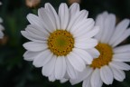 distico distico