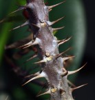 niente rose....solo spine!