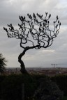 L'albero "bianco" di Firenze L'albero "bianco" di Firenze