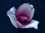 flower flower