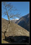 Tenace vitalità Tenace vitalità