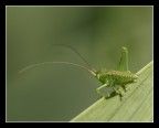 Tettigonia viridissima