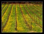 Vigne e fiori Vigne e fiori