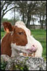 Mucca dall'occhio languido Mucca dall'occhio languido