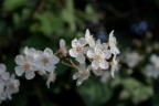 Primavera Primavera