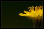 Naturally yellow Naturally yellow