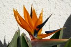 fiore fiore