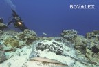 maldive - trigone gigante 1 maldive - trigone gigante 1
