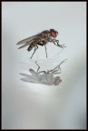 Mosca allo specchio