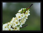 fiori susino fiori susino
