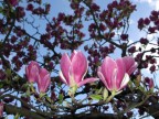 Fiori 7 Fiori 7