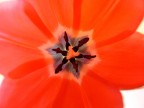 Dentro il tulipano Dentro il tulipano