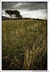 Field Field