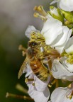 Impollinazione Impollinazione