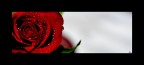 Red rose Red rose