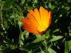 fiore fiore