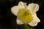 Fiore al tramonto