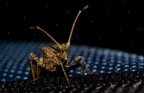Space bug Space bug