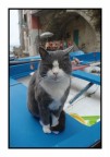Una gattone deel Cinque Terre Una gattone deel Cinque Terre
