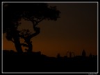 Silhoutte