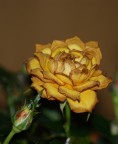 Rosellina Rosellina
