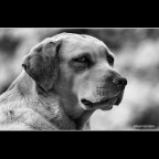 ::: PRIMA O POI TI MORDO :::