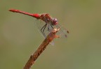 Libellula Libellula