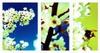 Tris di primavera Tris di primavera