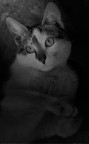 Cat Cat