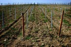 Dalla terra al bicchiere la strada � in "salita&amp