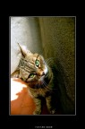 che gatto guardi? che gatto guardi?