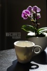 Mini orchidea al mattino Mini orchidea al mattino