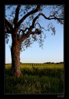Trees #1 Trees #1