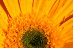 giallo giallo