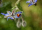 coccinella coccinella