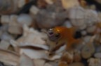 una boccata d'aria una boccata d'aria