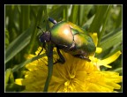 Cetonia Aurata Cetonia Aurata