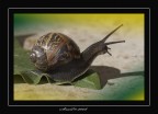 Snail