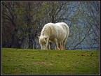 Pony Pony