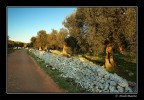 La strada degli ulivi La strada degli ulivi
