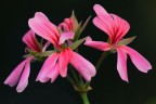 Geranei Geranei