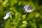 Moschina Moschina