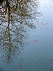 Albero all'ingiù Albero all'ingiù
