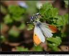 Butterfly 2008! Butterfly 2008!