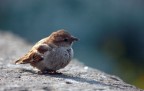 Passero solitario. Passero solitario.