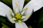 Fiore Fiore