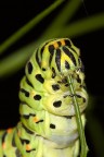 Bruco di Papilio machaon....