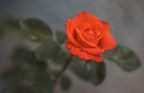 Rossa Rossa