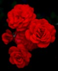 Rosse su nero Rosse su nero
