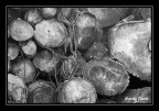 Tronchi accatstati Tronchi accatstati